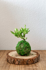 Small kokedama (moss ball) of a succulent plant called Crassula ovata gollum or hobbit