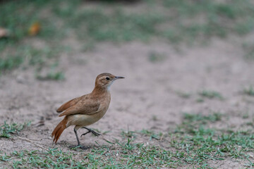 The Rufous hornero (Furnarius rufus)