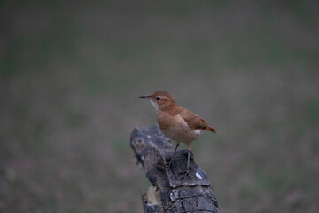 The Rufous hornero (Furnarius rufus)
