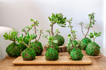 Kokedamas (moss balls) of succulent plants called portulacaria afra and crassula ovata.