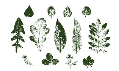 Vector Leaf print. Different black leaves stamp. Hand drawn floral elements.