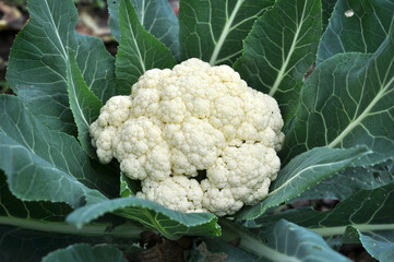 In organic soil grown cauliflower - obrazy, fototapety, plakaty
