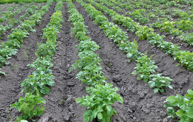 Fototapeta na wymiar Potatoes are grown in the field