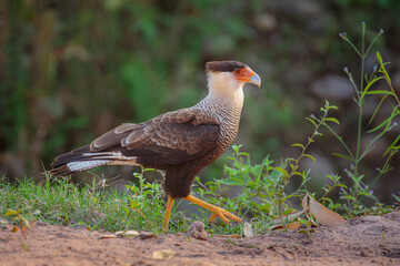 Crested Caracara (Caracara plancus) walking on the ground in a forest in northern Argentina