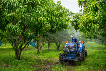 Tractor sprays insecticide in mango orchard fields