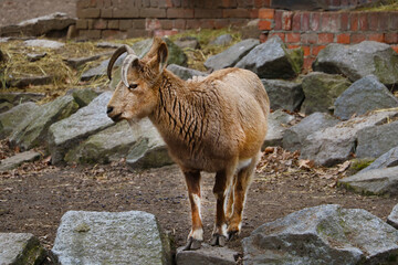 Close-up of an adult ibex with long horns.