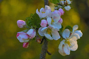 Blooming branch of apple tree in spring in the garden.