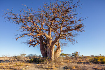 The famous Green's Baobab (Adansonia digitata), named after the 19th-century explorer, hunter and...