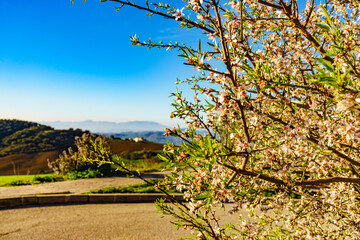 Blooming tree and mountain landscape