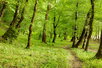 Beautiful Path In A Dense Green Forest