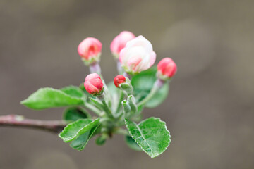 spring flowering fruit trees - Image