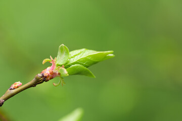 young leaves wake up on the trees spring comes - Image