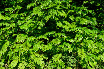 Monochrome textured background with vivid green leaves in a forest in a sunny summer day, beautiful outdoor.