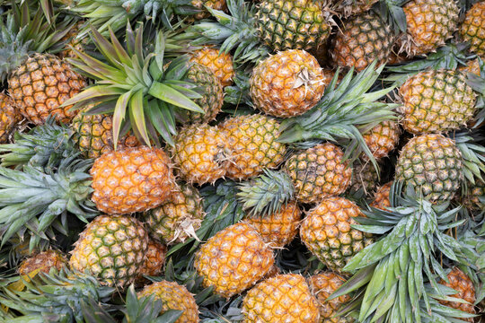 Pile of freshly picked pineapples in Kenyan market