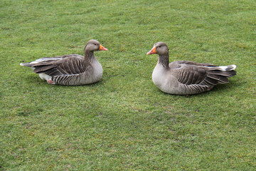 A Pair of Greylag Geese Sitting on the Grass.