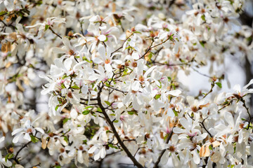 Many delicate white magnolia flowers in full bloom on tree branches, in a garden in a sunny spring day, beautiful outdoor floral background.