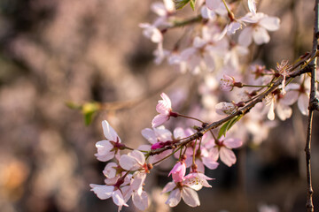 六義園
