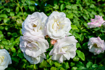 Obraz na płótnie Canvas Bush with many delicate white roses in full bloom and green leaves in a garden in a sunny summer day, beautiful outdoor floral background photographed with soft focus.