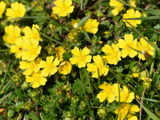 Fleurs de potentilles sauvages à corolles jaune vif sur tiges rougeâtres à feuilles caulinaires, spatulées, bords dentés, vert foncé brillante