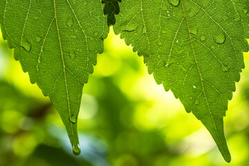 Water droplet on green leaf
