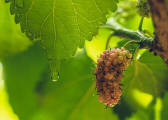 Water droplet on green leaf
