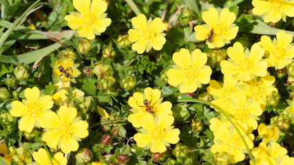 Gros plan sur fleurs à cinq pétales et étamines jaune vif de potentilles printanières...