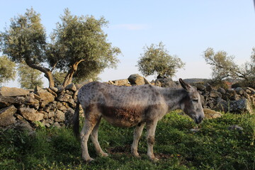 burro pastando por el prado al atardecer 