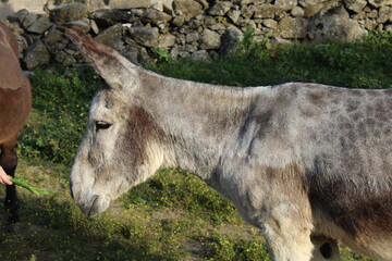 burro pastando por el prado al atardecer 