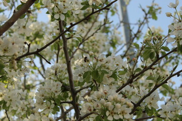 flores de color blanco con arboles en primavera