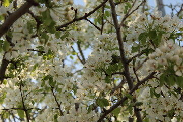 flores de color blanco con arboles en primavera