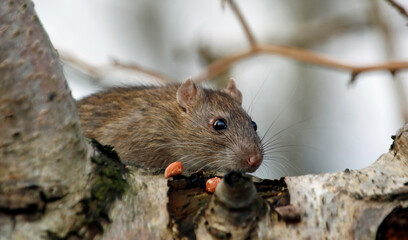 Naklejka na ściany i meble Wild rats foraging in the woods