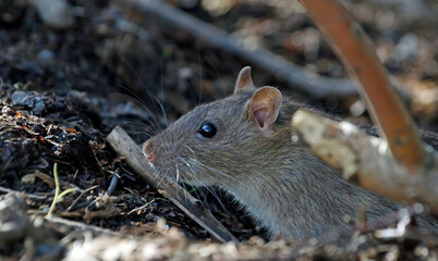 Wild rats foraging in the woods
