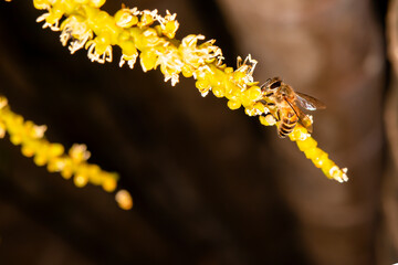 The bee is collecting nectar from flowers.