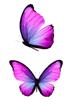 dark purple butterfly wallpaper