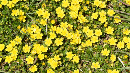 Potentille printanière ou Potentilla verna à Floraison dense et rampante sur tiges poilue de petite fleurs jaune vif à cinq pétales dans un feuillage spatulé, denté, vert brillant