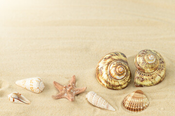 Fototapeta na wymiar Summer background - seashells and starfish on the sand