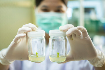 Researchers are examining aquatic plants in a tissue culture room. To be sold in the market.
Plant...