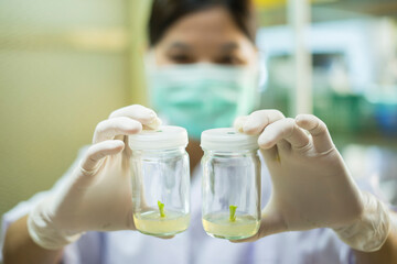Researchers are examining aquatic plants in a tissue culture room. To be sold in the market.
Plant tissue culture is a techniques used to grow plant cells under sterile conditions
