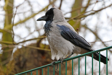 The raven is sitting on the fence.