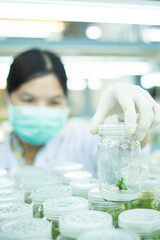 Researchers are examining aquatic plants in a tissue culture room. To be sold in the market.
Plant...