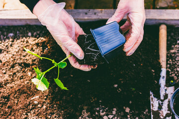 hands of a woman in gloves transplant cucumber seedlings from a pot into the ground in a patch,...
