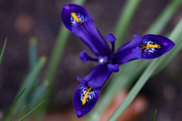 Netzblatt-Schwertlilie © codo97