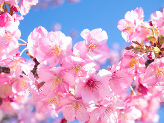 青空とサクラの花