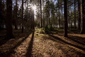 Obraz premium Sunlight peaking through tree trunks backlighting vegetation growing beneath large conifer trees in a dark forest with needles and pineapples on the ground