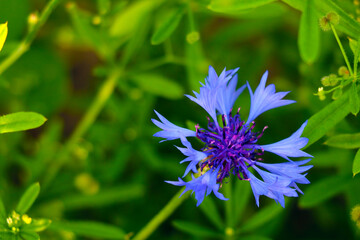 Beautiful blue blooming cornflower flower in spring in the meadow.
