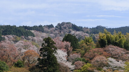 Fototapeta na wymiar cherry blossom in yoshino-yama, japan