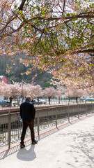 people walking in the park flowered in spring