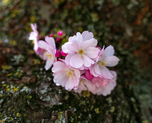 pink spring flower