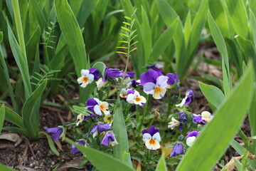 flores moradas parque natural en primavera 