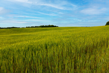 Beautiful young green wheat field on a sunny summer day in the countryside.